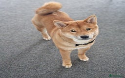 Japanese Shiba Inu dogs for sale: Japanese Shiba Inu  - Image 5