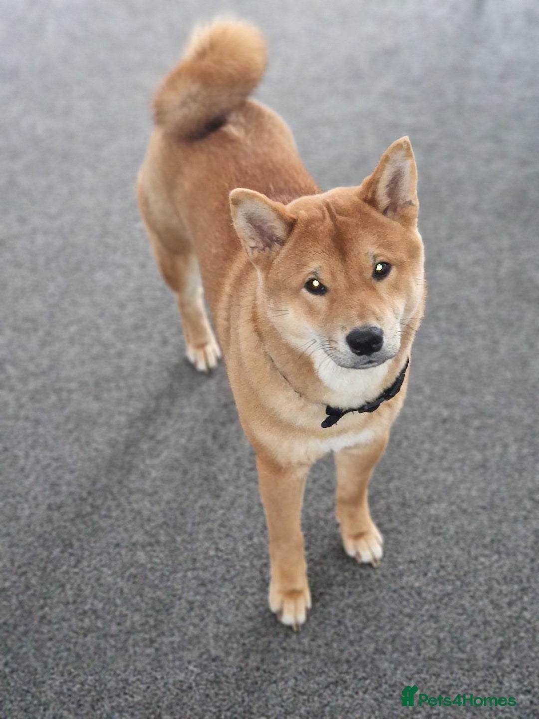 Japanese Shiba Inu dogs for sale: Japanese Shiba Inu  - Image 5