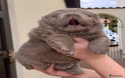 Chow Chow dogs for sale: Outstanding Baby Bears - Image 9