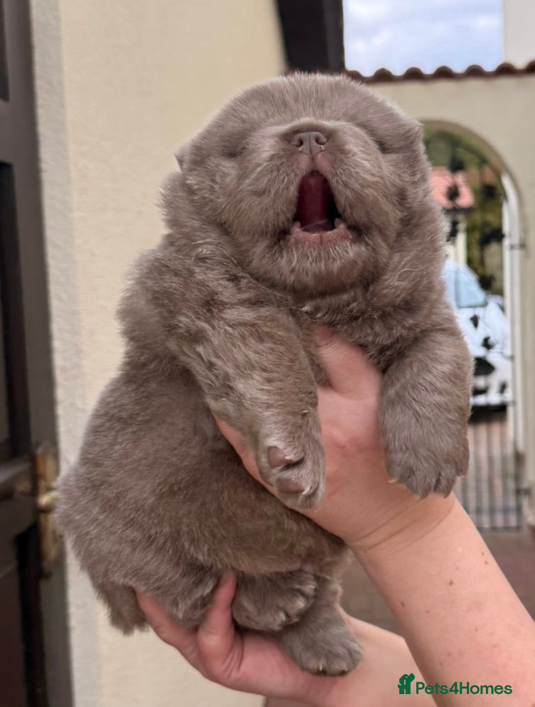 Chow Chow dogs for sale: Outstanding Baby Bears - Image 9