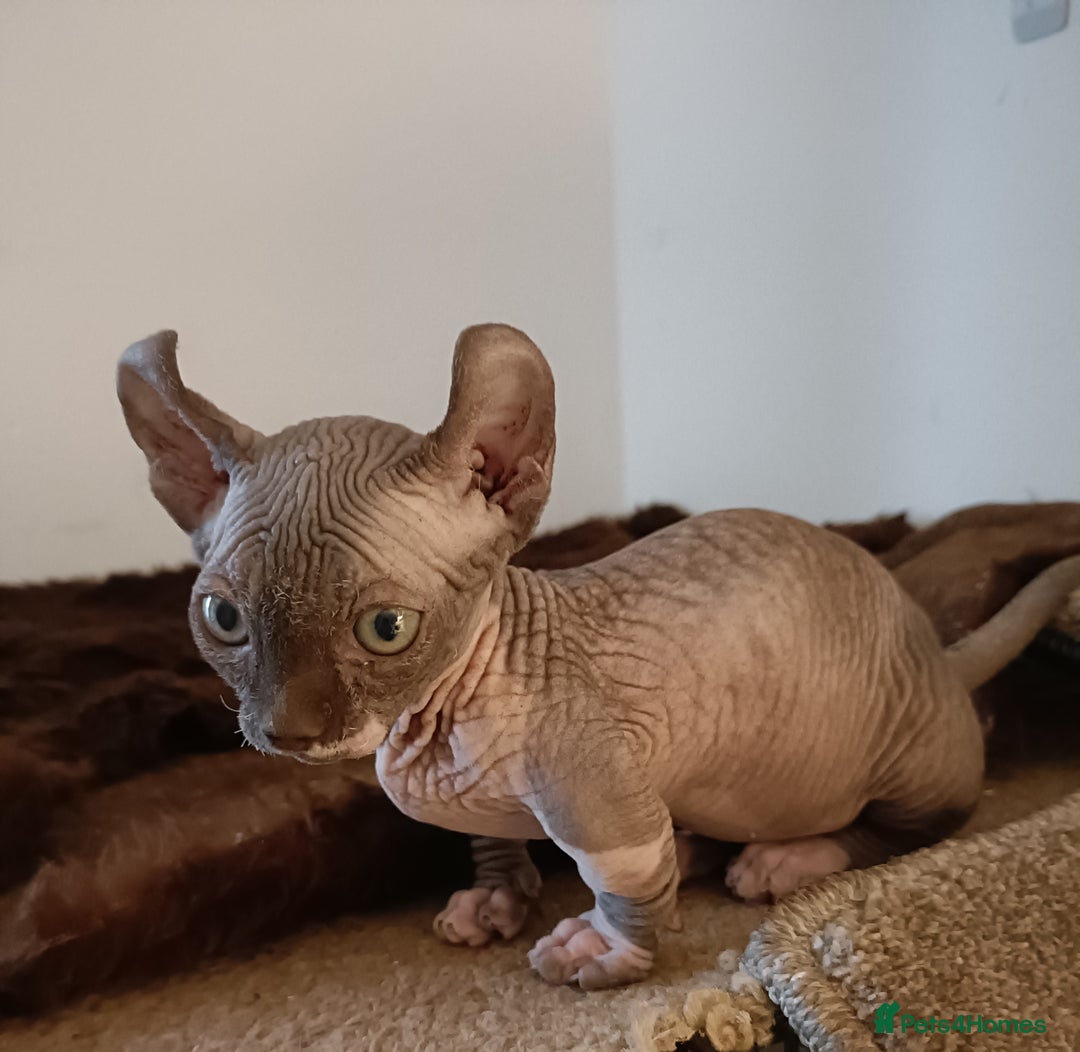 Dwelf cats for sale: STUNNING DWELF - Image 2