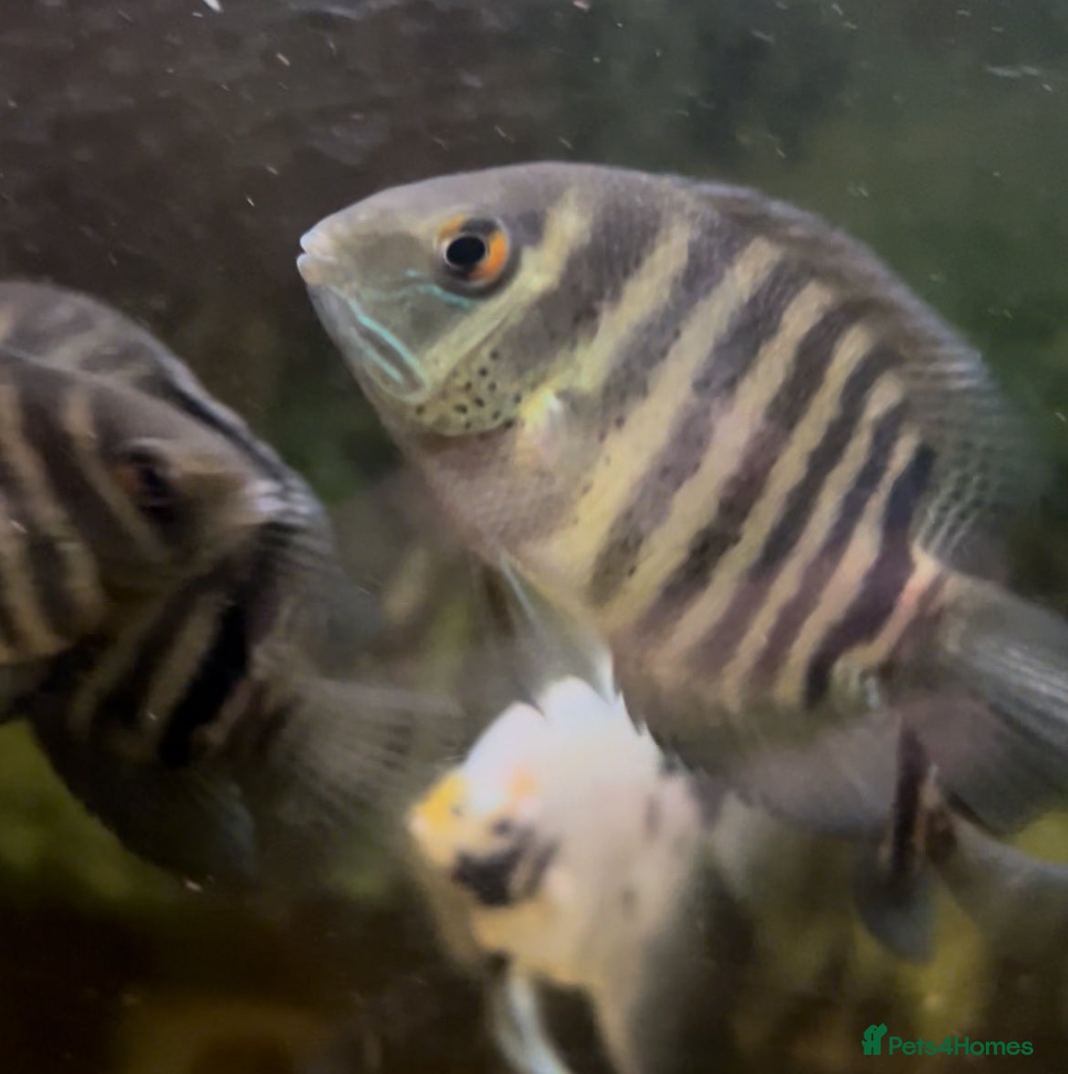Cichlids fish Green Severums  - Advert 6