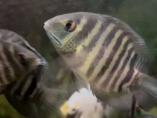 Cichlids fish Green Severums - Advert 6