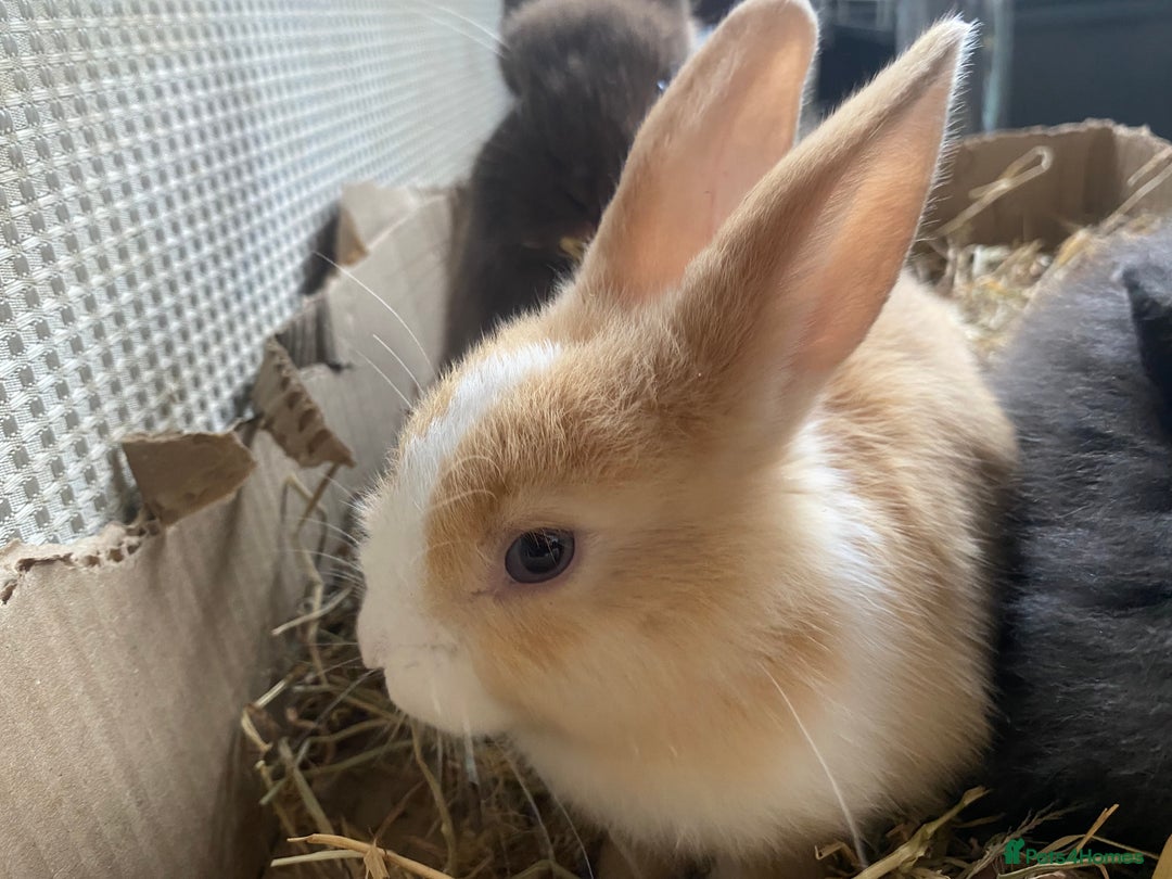 Lionhead rabbits for sale: ⭐️Beautiful Lionhead bunnies⭐️ - Image 2