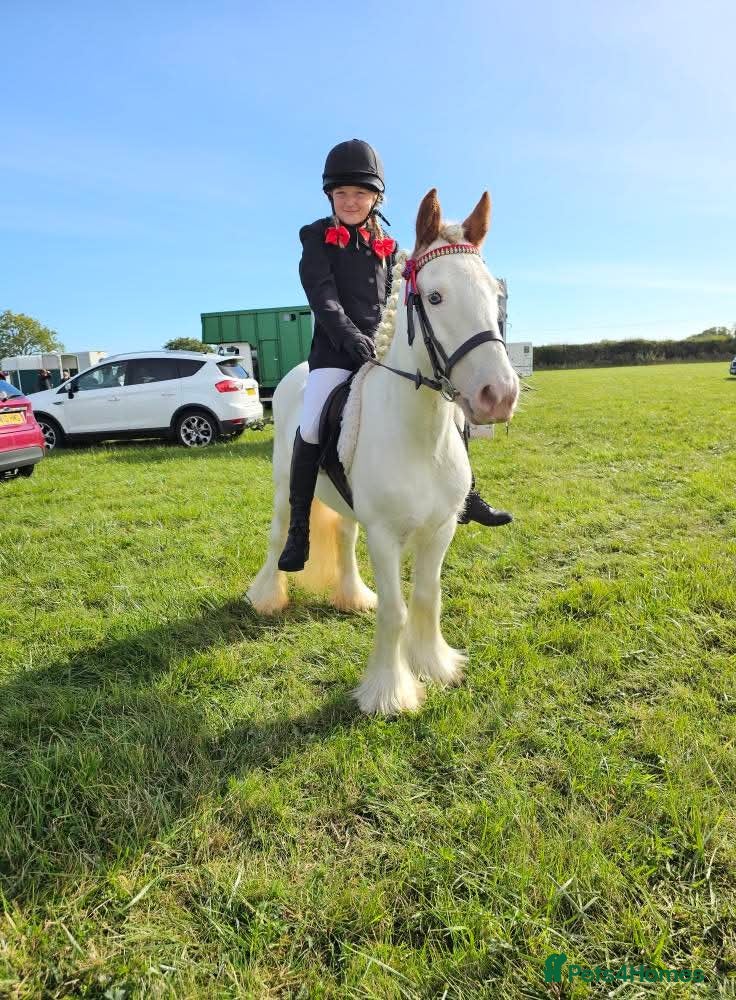 Irish Cob horses Trixie the proper little kids pony - Advert 1