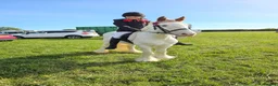 Irish Cob horses for sale: Trixie the proper little kids pony - Advert 1