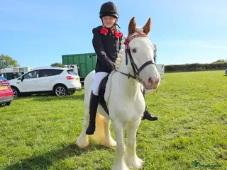 Irish Cob horses Trixie the proper little kids pony - Advert 1