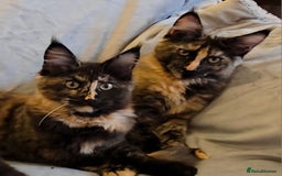 Maine Coon cats for sale: ❤️ Stunning ❤️ GCCF Registered Maine Coon Kittens - Image 1