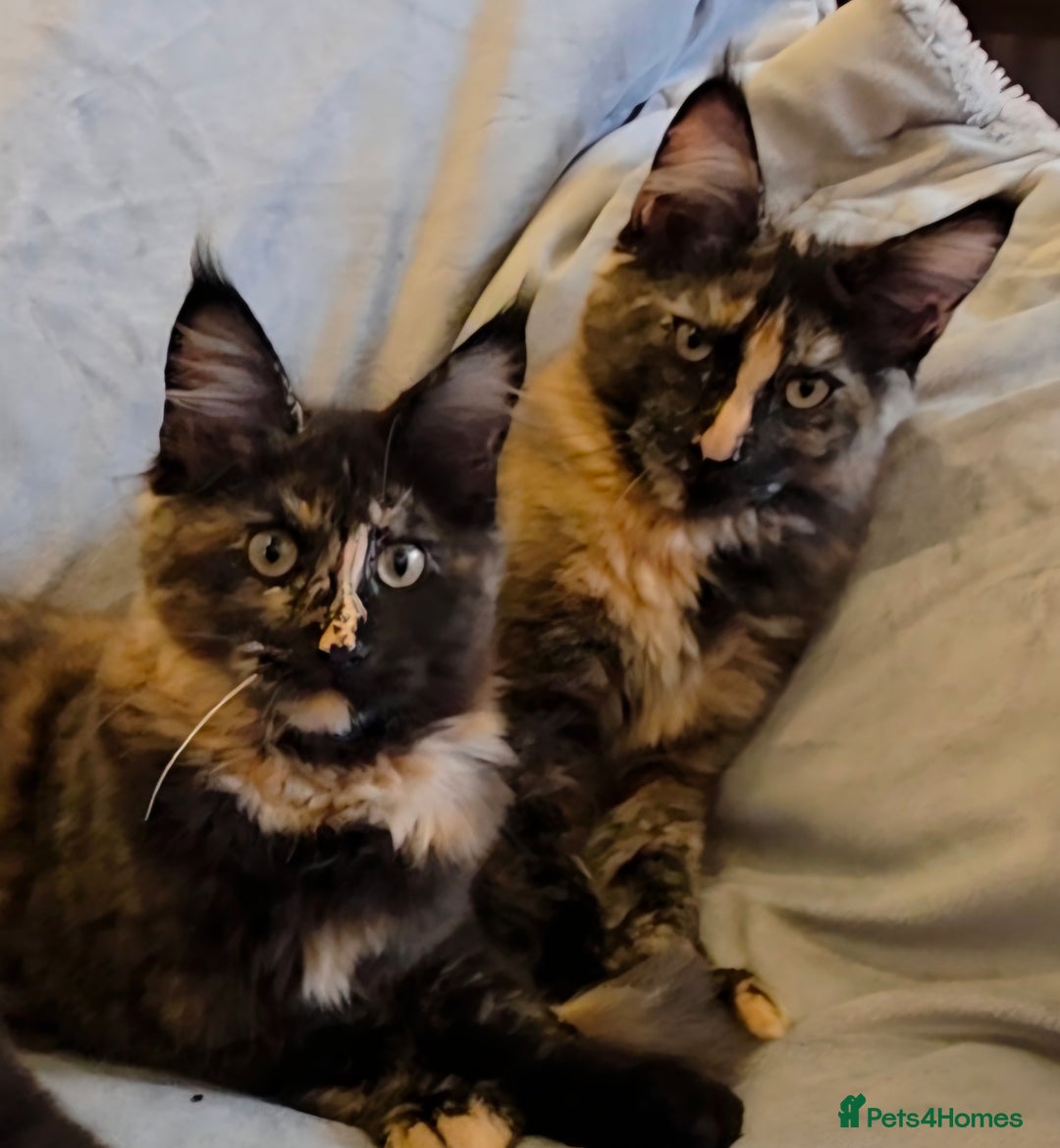 Maine Coon cats for sale: ❤️ Stunning ❤️ GCCF Registered Maine Coon Kittens - Image 1