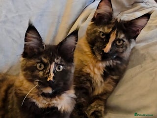 Maine Coon cats - Advert 23