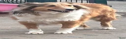 Shetland Sheepdog dogs for sale: Sable Shetland sheepdog girl  - Advert 2