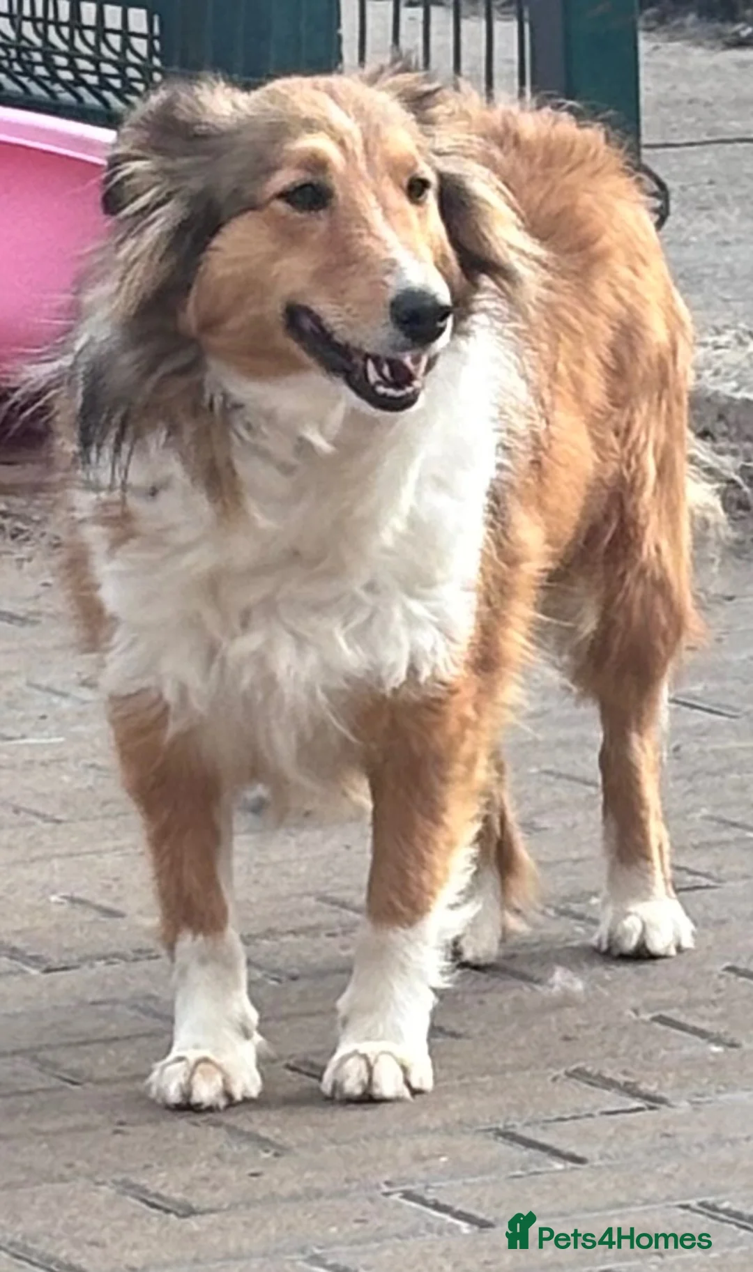 Shetland Sheepdog dogs for sale: Sable Shetland sheepdog girl  - Advert 2