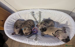 French Bulldog dogs for sale: French Bulldog Puppies  - Image 3