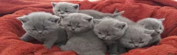 British Shorthair cats for sale: Beautiful Pedigree British Shorthair kittens  - Advert 6