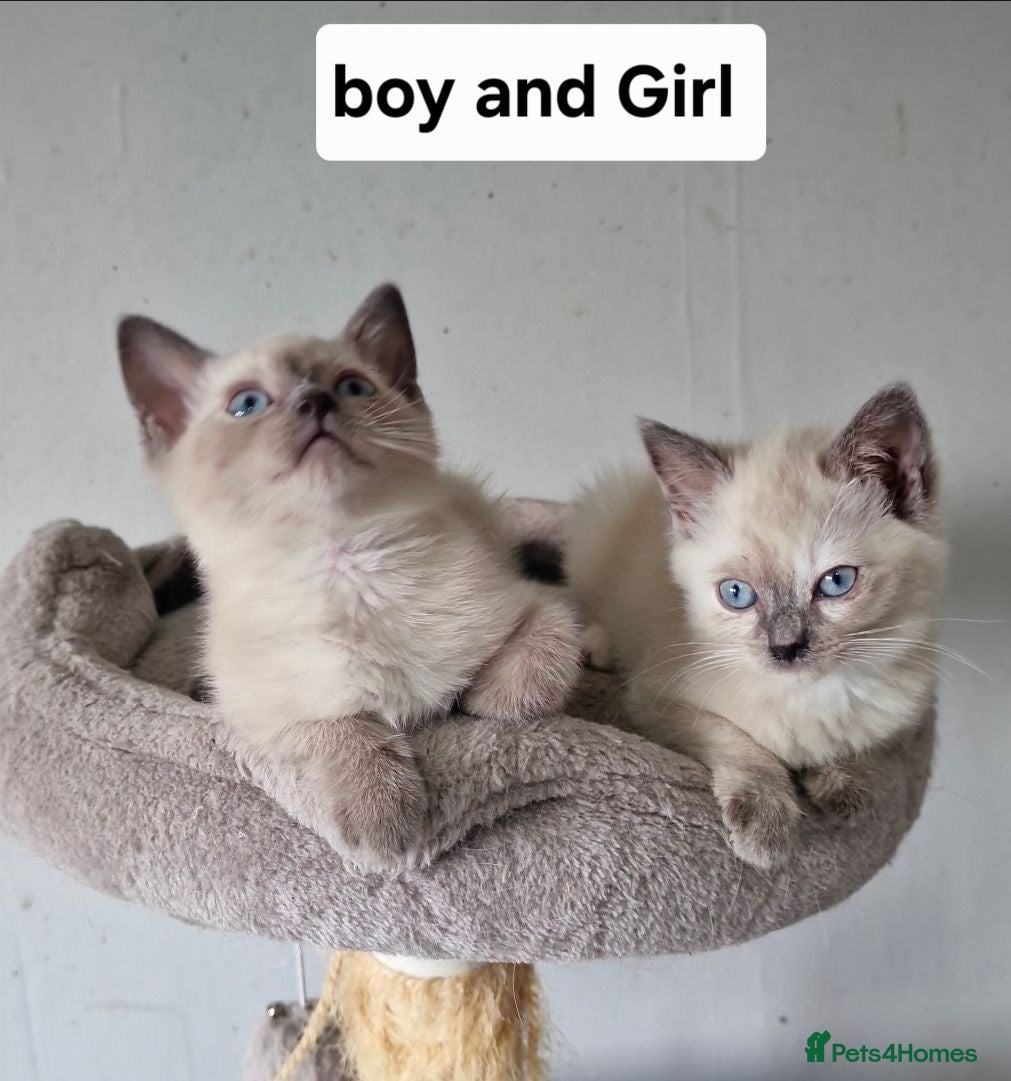 British Shorthair cats Beautiful colour point B-shorthair ready to lewve - Advert 14