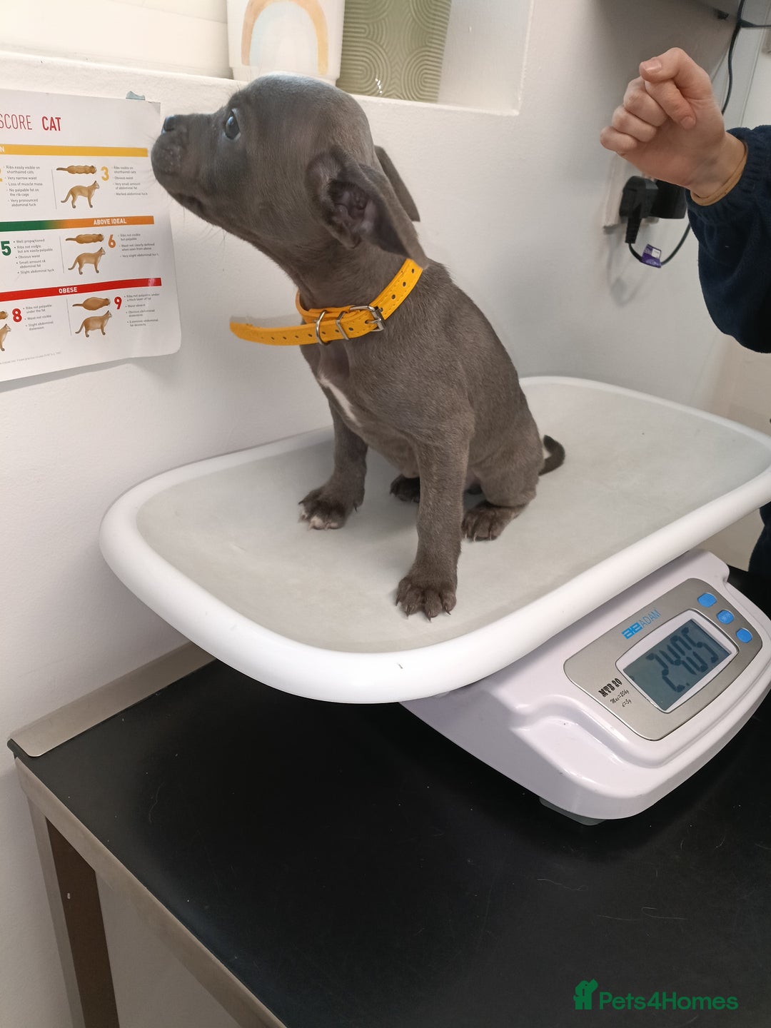 Mixed Breed dogs for sale: 6 little cuties 😍 - Advert 4