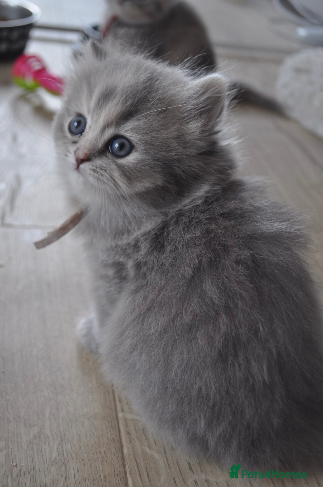 British Shorthair cats 5* TICA reg kittens health tested parents  - Advert 6