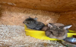 Lionhead rabbits for sale: Netherland dwarf X Lionhead  - Image 1