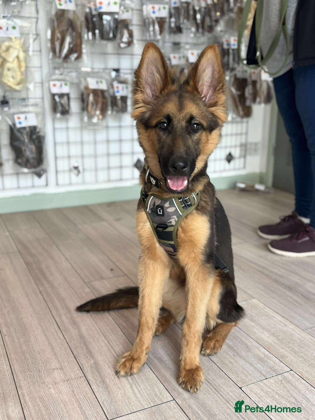 Mixed Breed dogs for sale: Gerberian Shepsky boy for sale - Image 5