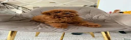 Toy Poodle dogs for sale: Two Adorable Toy Poodles – One Boy & One Girl  - Advert 10