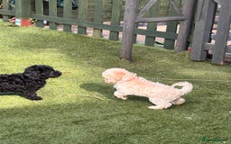 Cockapoo dogs for sale: 3 fluffy miniature cockpoo puppy’s  - Image 19