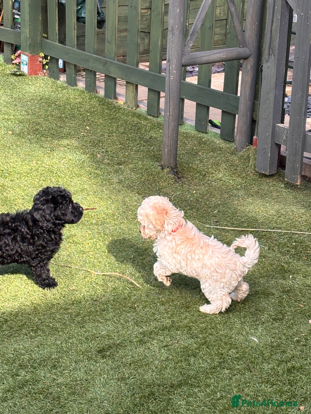 Cockapoo dogs for sale: 3 fluffy miniature cockpoo puppy’s  - Image 19