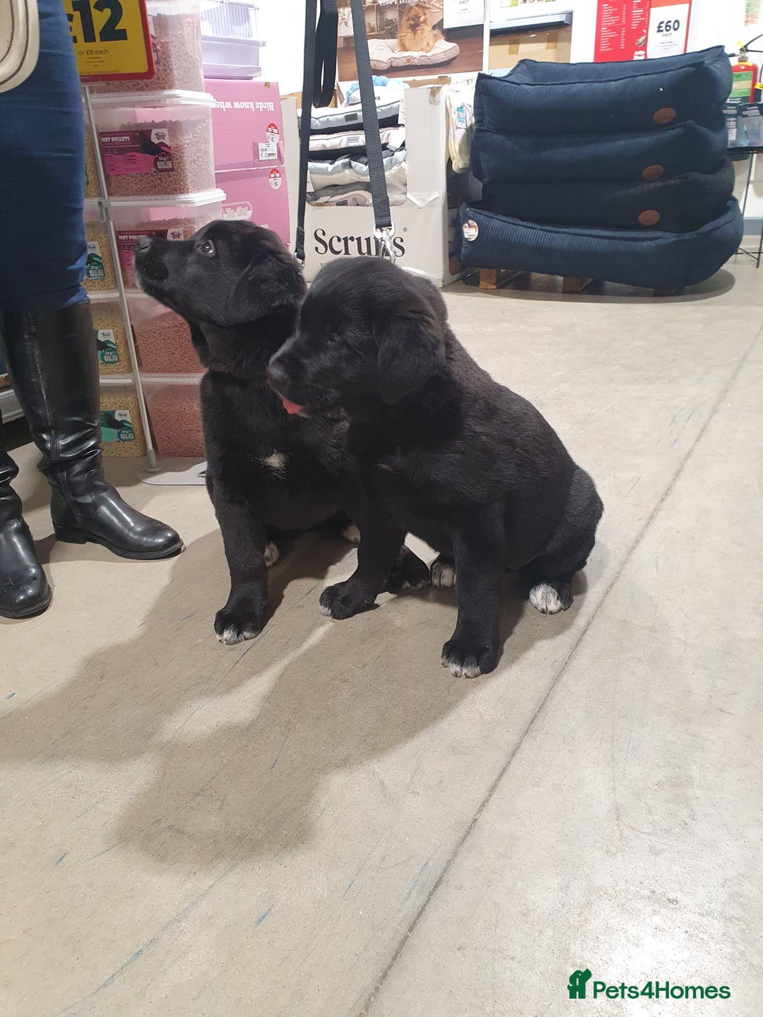 Mixed Breed dogs for sale: Akita and Golden retriever mix - Advert 1