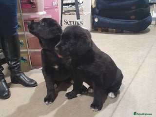 Mixed Breed dogs Akita and Golden retriever mix - Advert 6