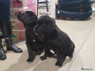 Mixed Breed dogs Akita and Golden retriever mix - Advert 3