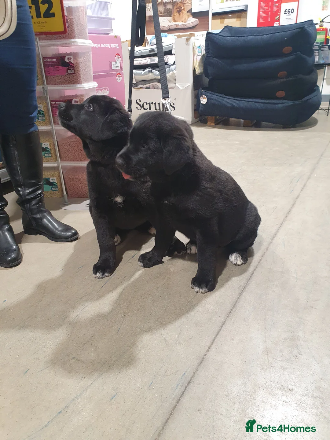 Mixed Breed dogs for sale: Akita and Golden retriever mix - Advert 1