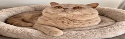 British Shorthair cats for sale: 3x British Shorthair Kittens - Ready to go in Bedworth - Advert 11