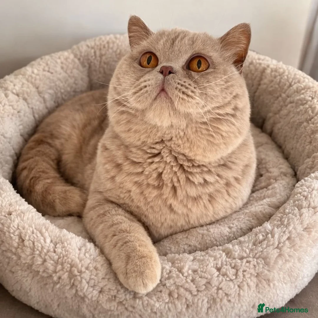 British Shorthair cats for sale: 3x British Shorthair Kittens - Ready to go in Bedworth - Advert 11