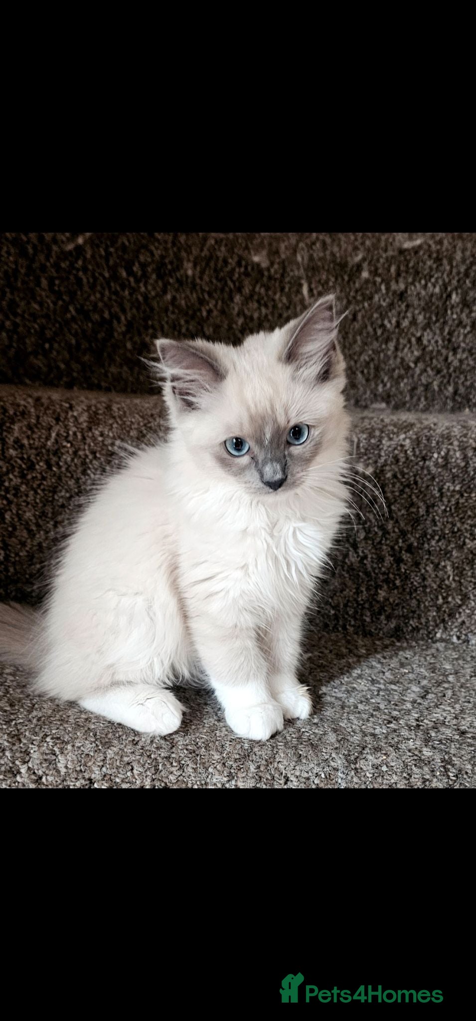 Ragdoll cats Ragdoll boy male bluepoint - Advert 2
