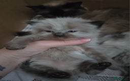 Ragdoll cats for sale: Two beautiful ragdolls left - Image 1