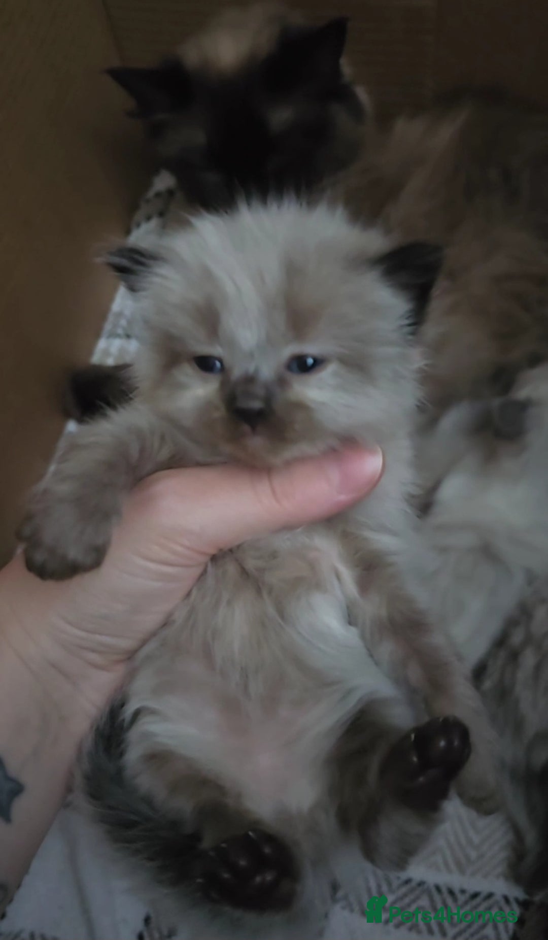 Ragdoll cats for sale: Two beautiful ragdolls left - Image 1