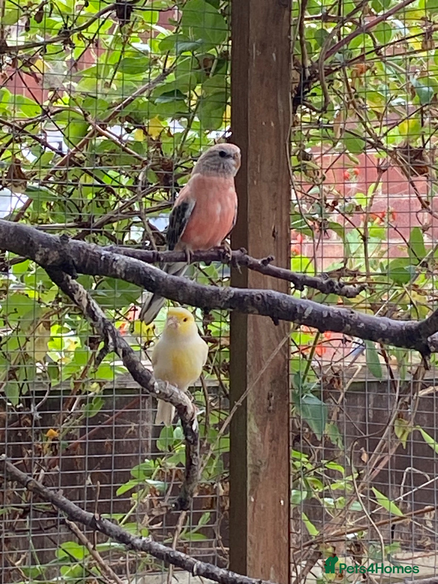 Mixed Breed birds Mixed birds ideal for new aviary  - Advert 2