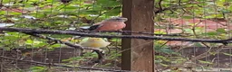 Mixed Breed birds for sale: Mixed birds ideal for new aviary  - Advert 2