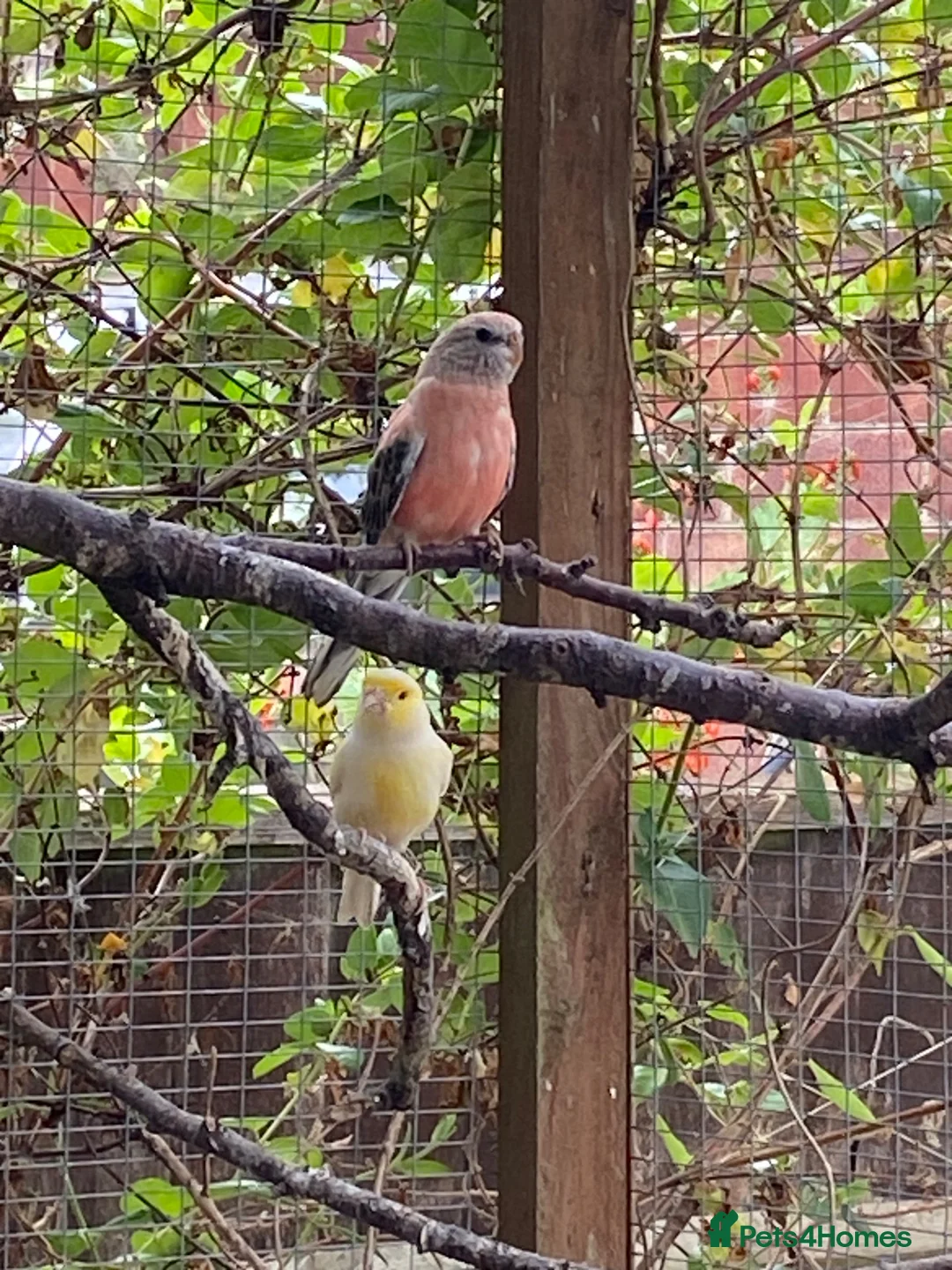 Mixed Breed birds for sale: Mixed birds ideal for new aviary  - Advert 2
