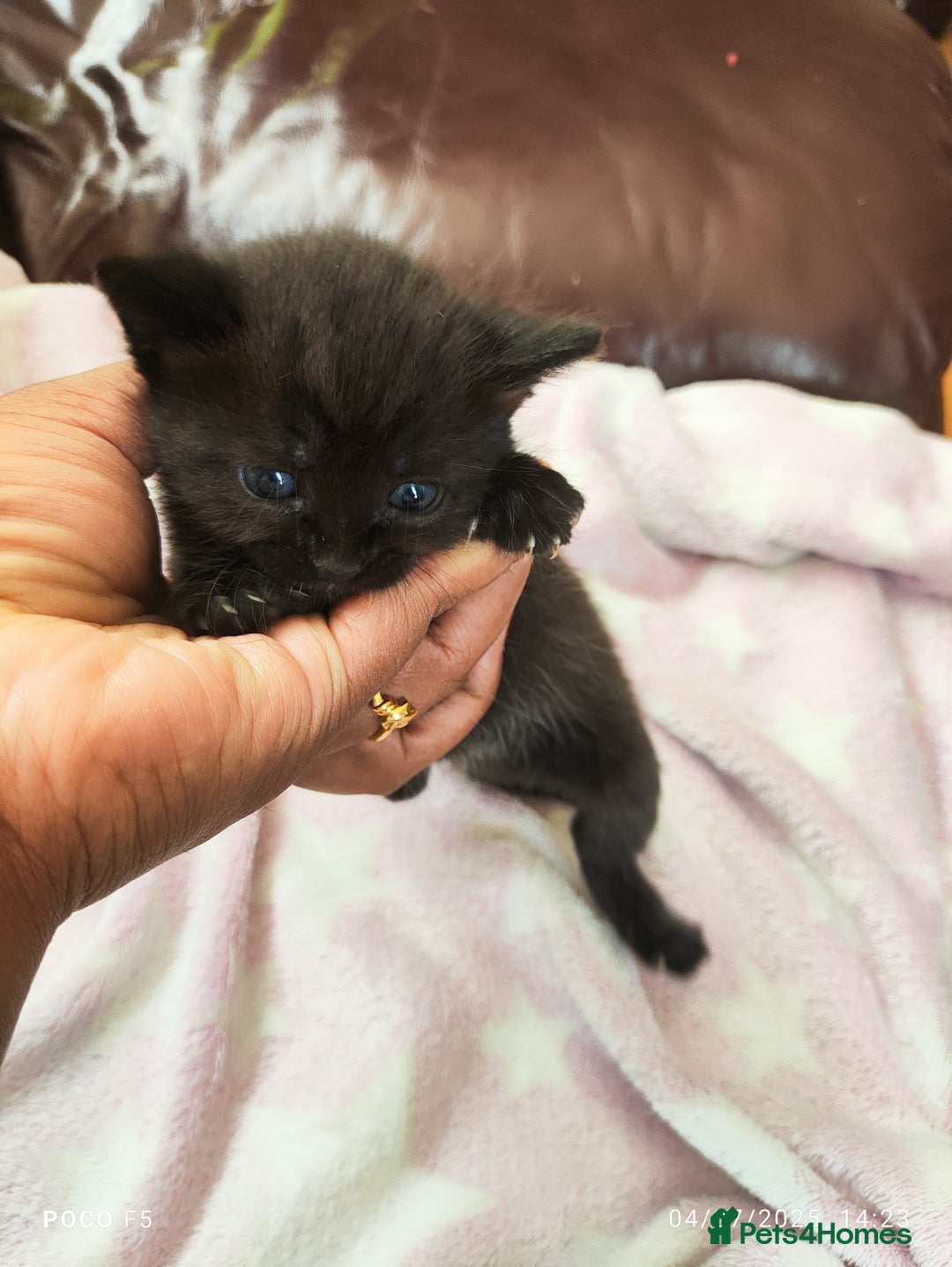 Mixed Breed cats for sale: Ragdoll Bengal mix kittens available for sale - Image 3