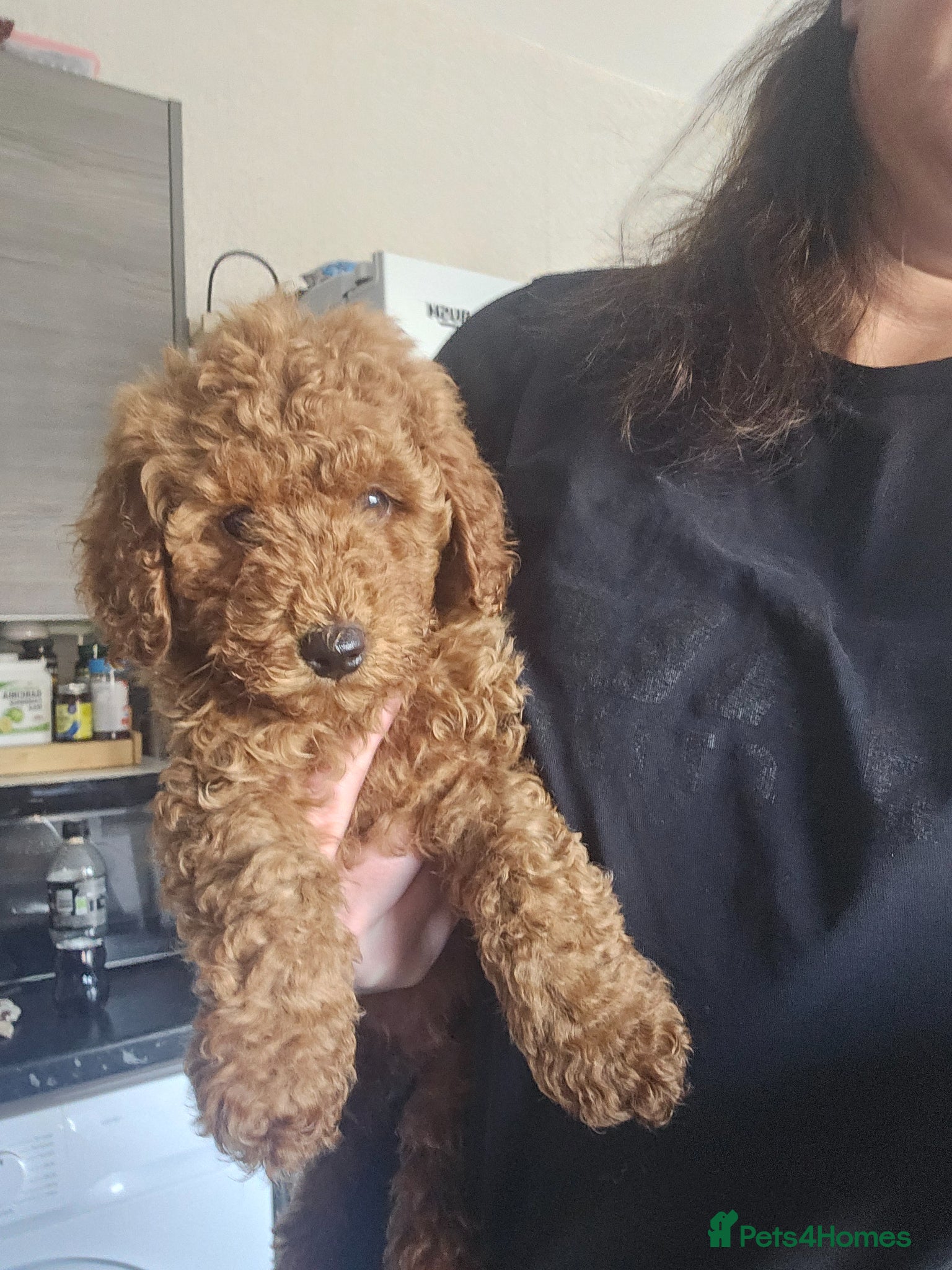 Miniature Poodle dogs Beautiful red kc mini poodles - Advert 9