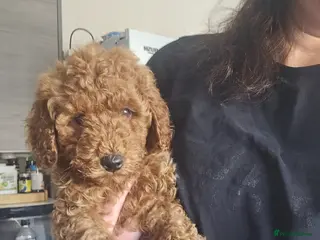 Miniature Poodle dogs Beautiful red kc mini poodles - Advert 9