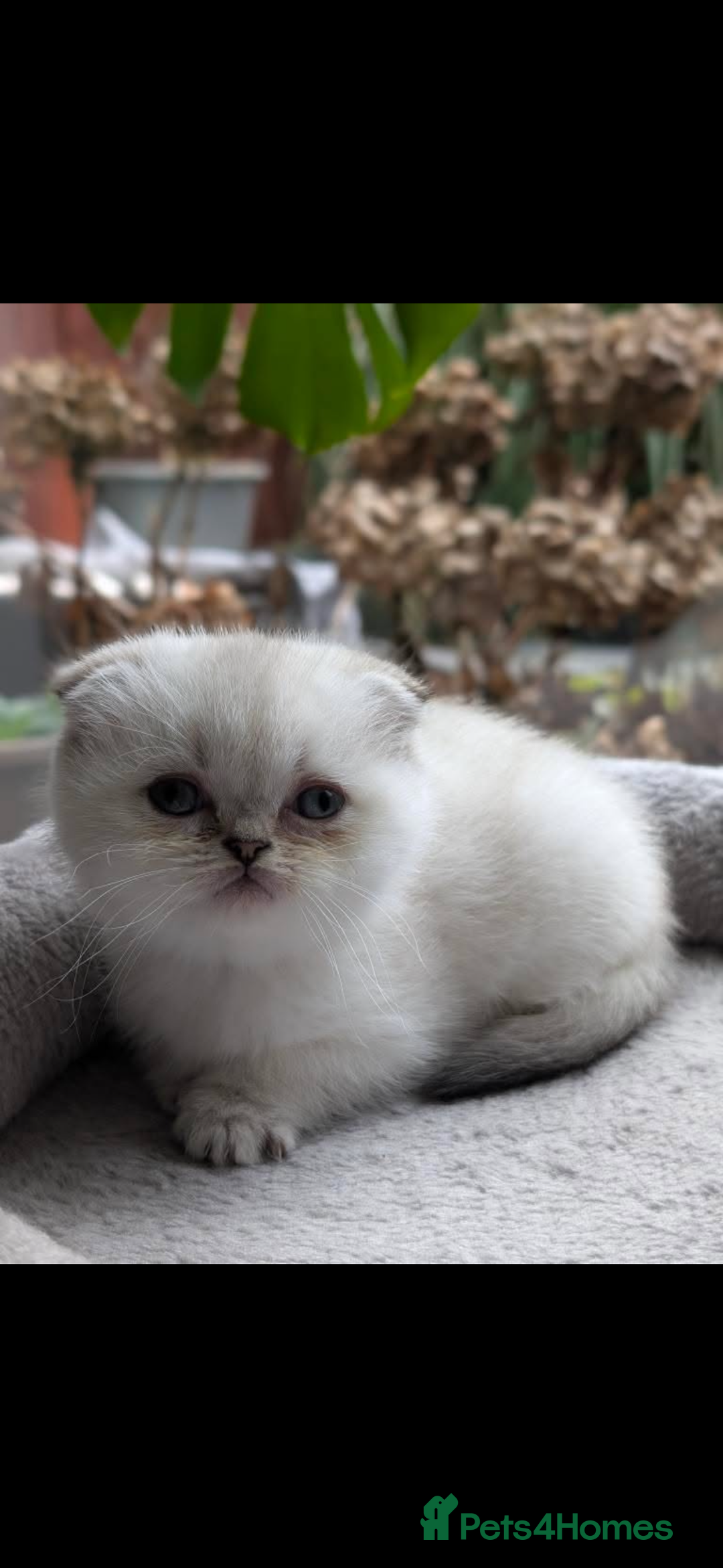 Scottish Fold cats for sale: Scottish fold / chinchilla  - Advert 10