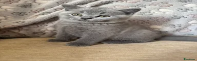 British Shorthair 2