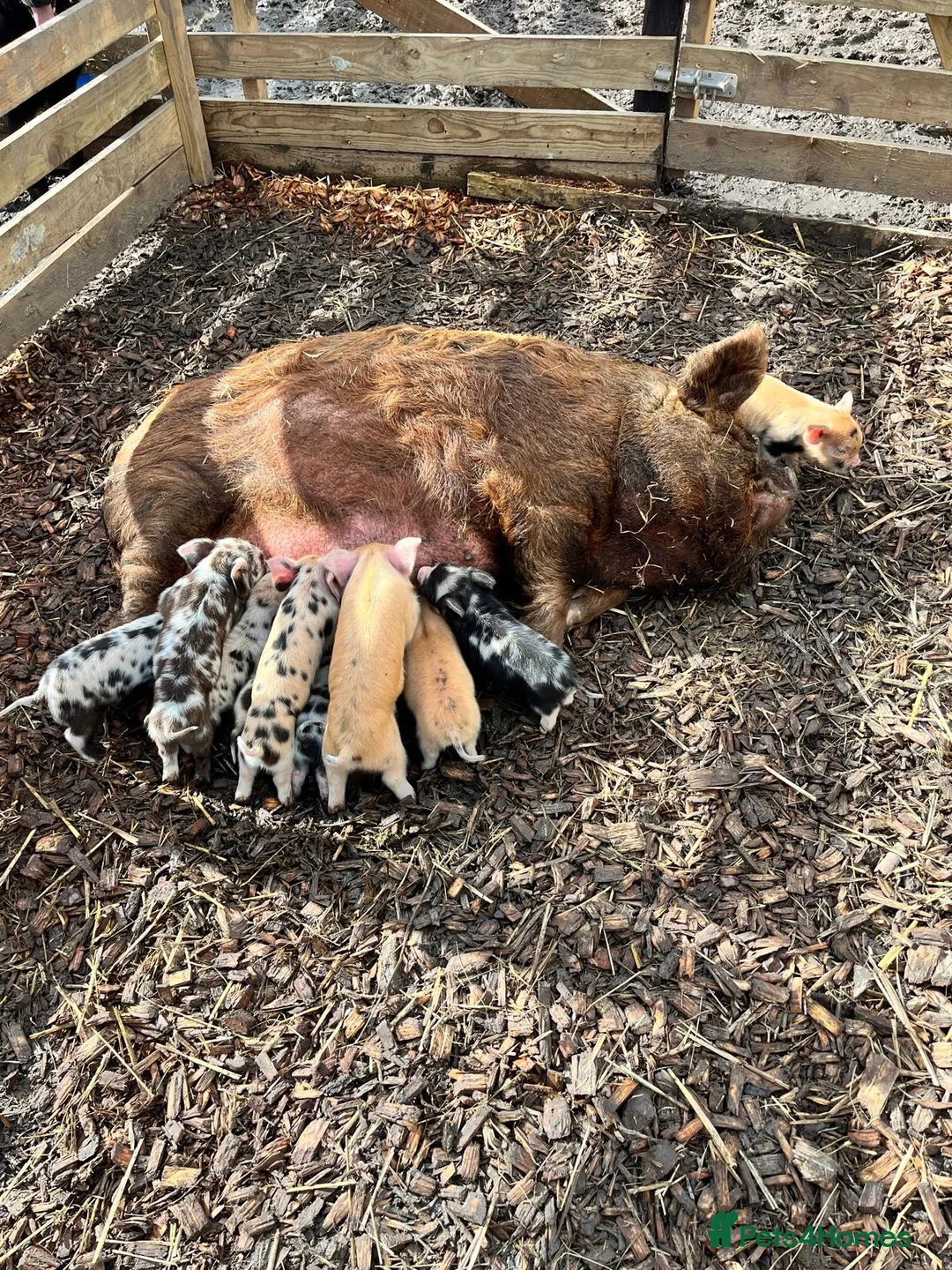 Pig livestock for sale: Kunekune piglets for sale  in Llanfyllin - Advert 2