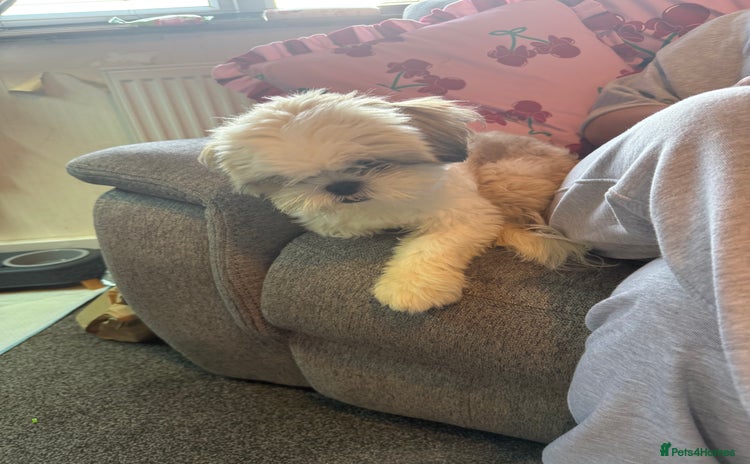 Shih Tzu dogs - Advert 6