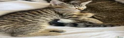 Mixed Breed cats for sale: Baby bow - Advert 2