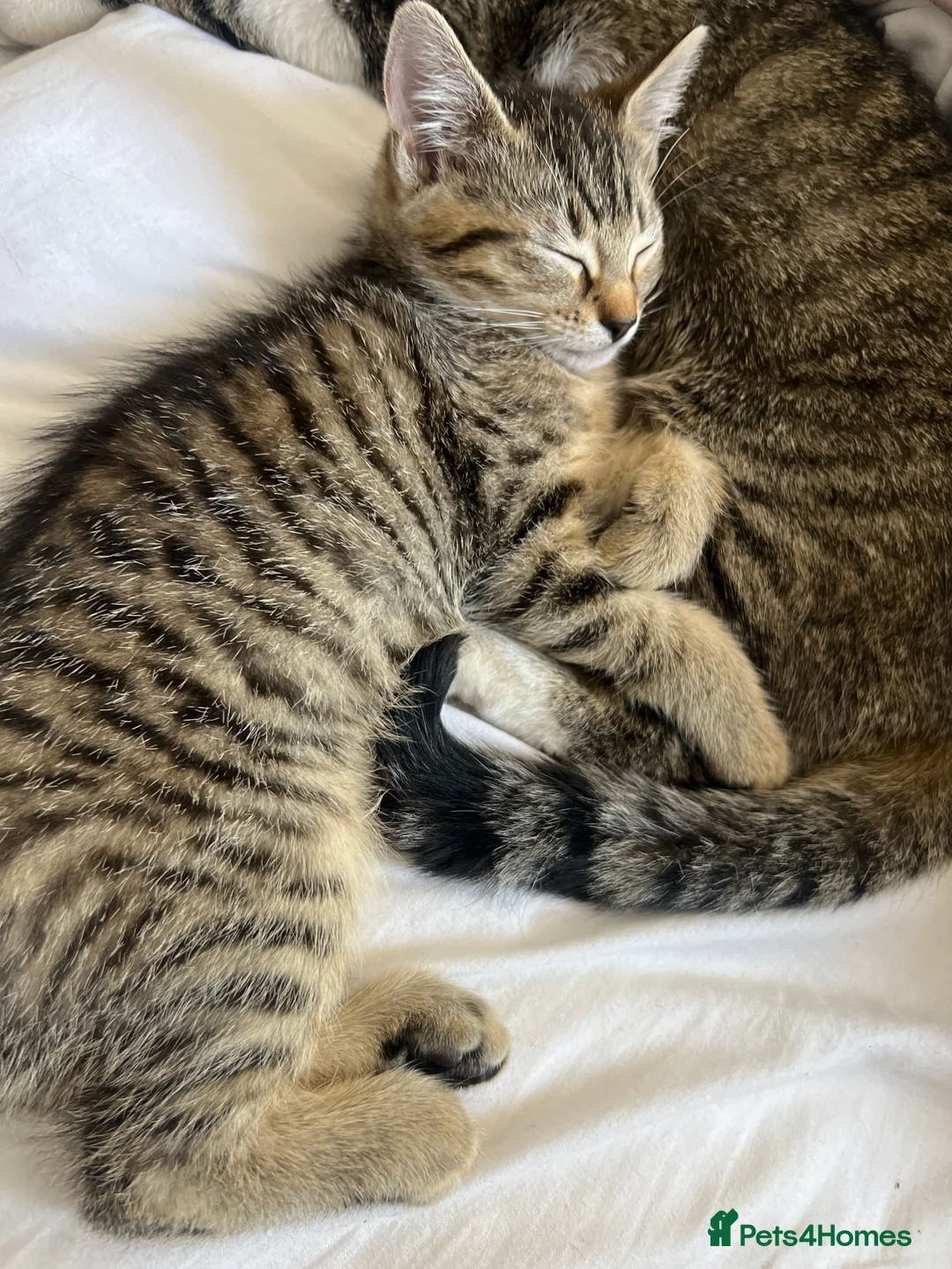 Mixed Breed cats for sale: Baby bow - Advert 2