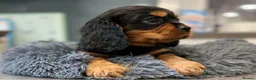 Cavalier King Charles Spaniel dogs for sale: 🐶 KC reg extensively health tested Cavalier 🐶  - Advert 32