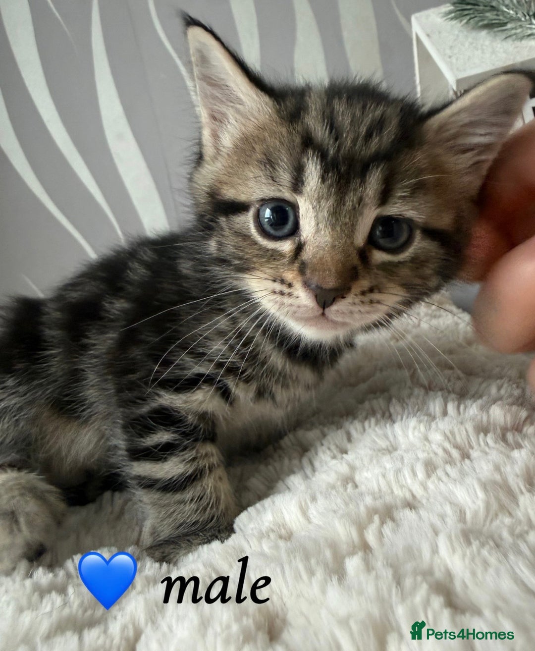 Mixed Breed cats for sale: 4 kittens for sale - Advert 2