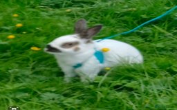 English rabbits for sale: Rabbit for adoption!!  - Image 2